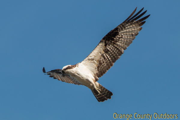 Osprey Osprey