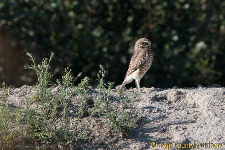 Burrowing Owl Burrowing Owl