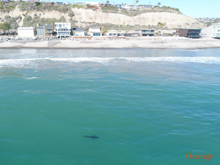 Great white shark at Poche Beach in Dana Point 2018 Great White Shark