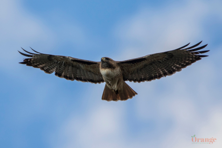 Red-tailed hawk over Black Star Canyon Red-tailed Hawk