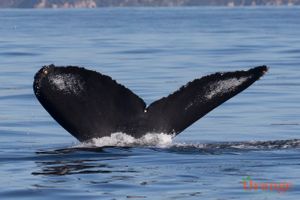 Humpback Whale