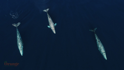 Three gray whales headed South to Mexico Gray Whale