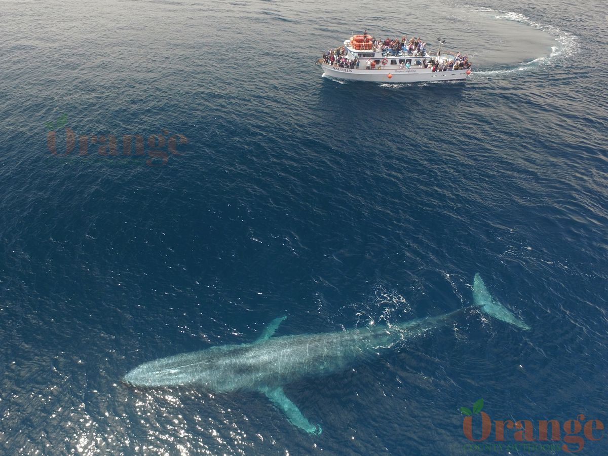 Blue Whale