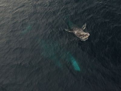 Gray Whale