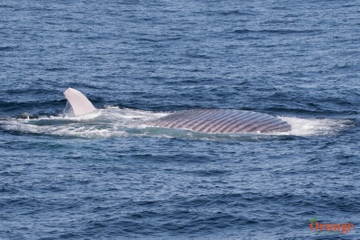 Blue whale lunge feeding upside down, here you can see its throat pleats and one pectoral fin Blue Whale