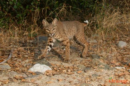 Bobcat