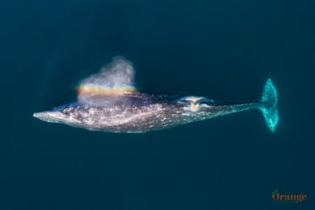 Scarback the gray whale