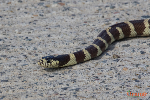 California Kingsnake at Aliso And Woods Canyon California Kingsnake