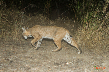 Bobcat near Rancho Santa Margarita Bobcat