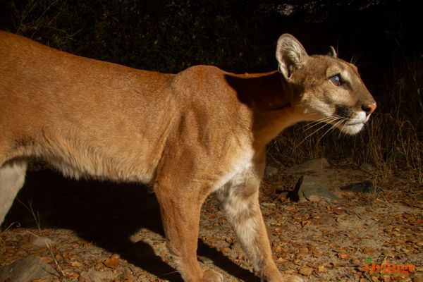 Mountain Lion