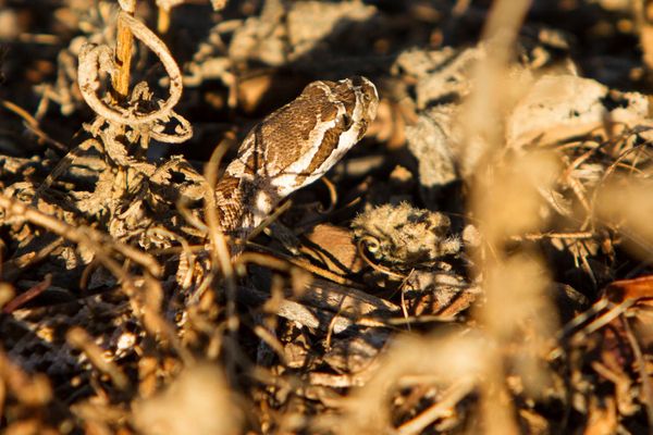 Southern Pacific Rattlesnake