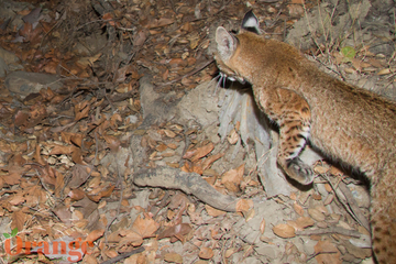 Bobcat Bobcat