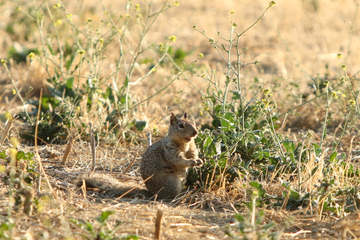 California Ground Squirrel in Orange County California Ground Squirrel
