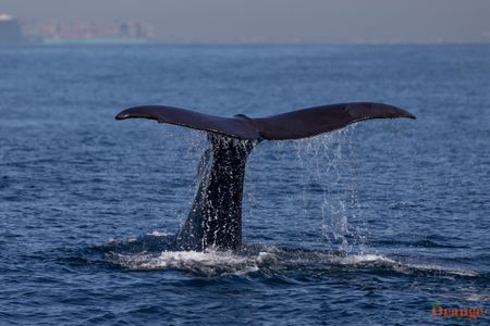 Sperm Whale