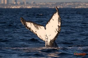 Humpback Whale