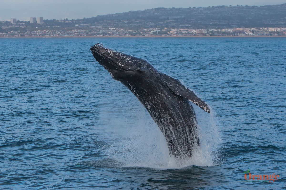 Humpback Whale