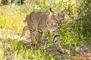 Bobcat Spotted In Orange County 