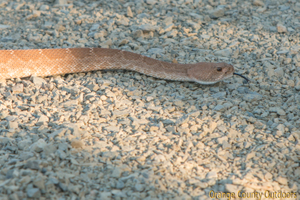 A red-diamond rattlesnake slithers its way across the rocks Red Diamond Rattler