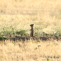 California Ground Squirrel California Ground Squirrel