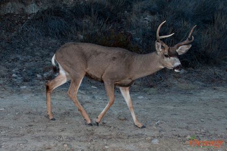 Mule Deer