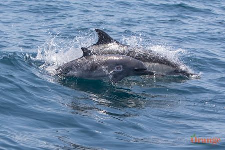 Common Dolphin