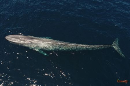 Blue Whale