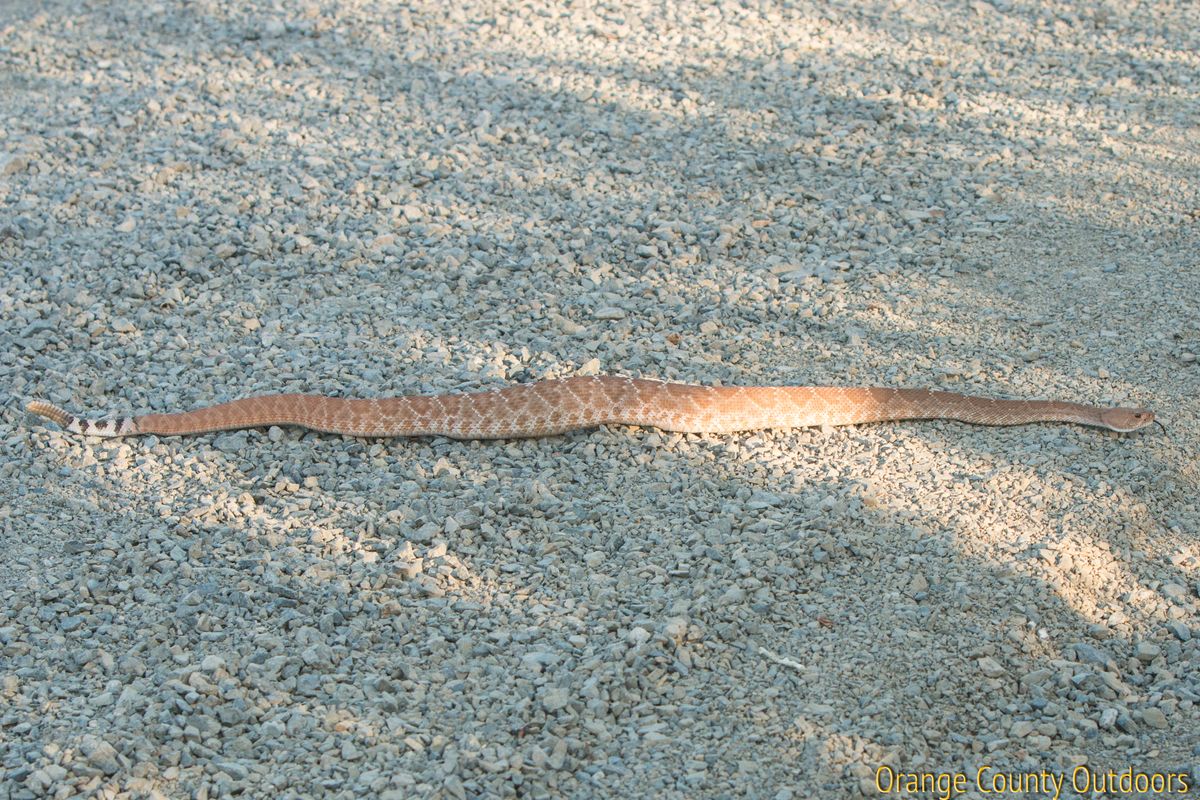 Red-diamond rattlesnake slithering around in Black Star Canyon Red-diamond rattlesnake