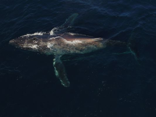 Scarlet entangled humpback whale