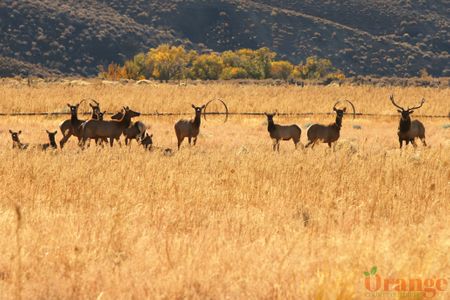 Elk on Hwy 395 Highway 395