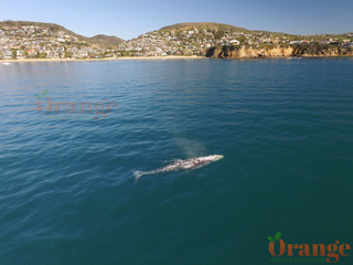 Gray Whale Gray Whale
