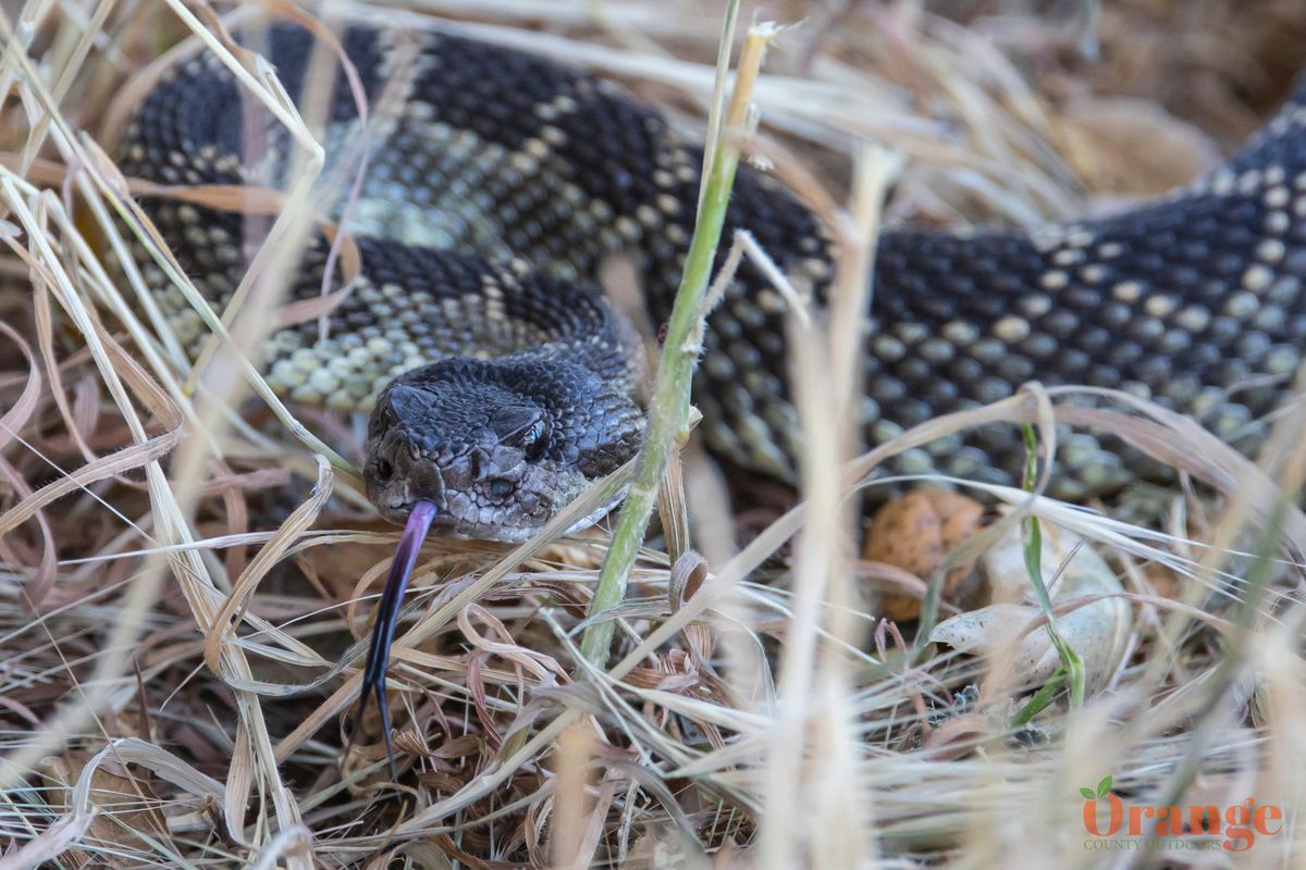Southern Pacific Rattlesnake Southern Pacific Rattlesnake