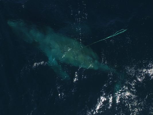 Scarlet entangled humpback whale