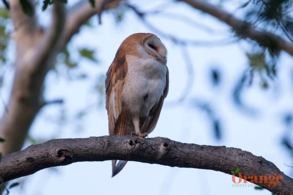 Barn Owl