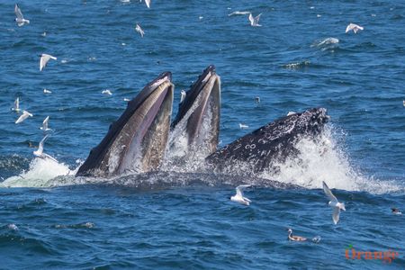 Humpback whales