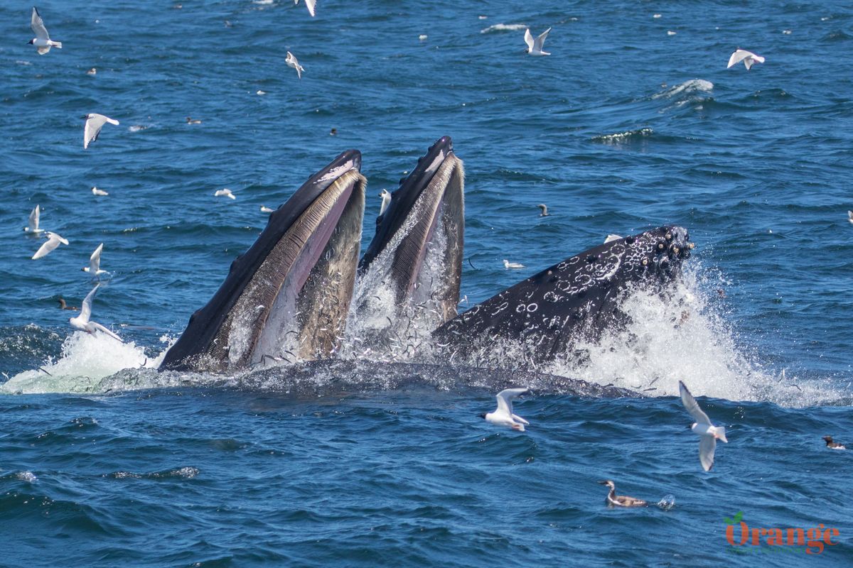 Humpback whales