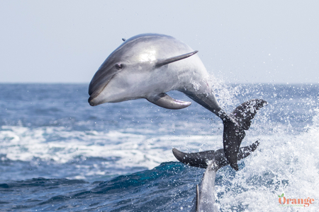 Bottlenose dolphin jumping in the boat wake Bottlenose Dolphin