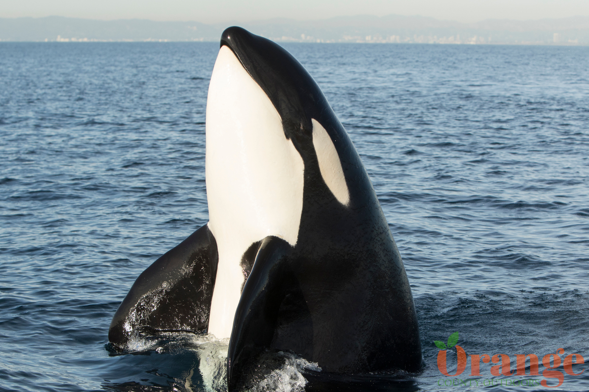 Killer whales from the CA-51 matriline Transient Orca