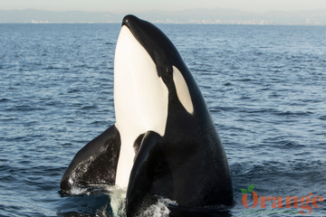 Killer whales from the CA-51 matriline Transient Orca