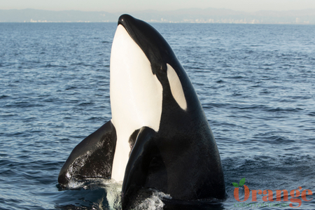 Killer whales from the CA-51 matriline Transient Orca