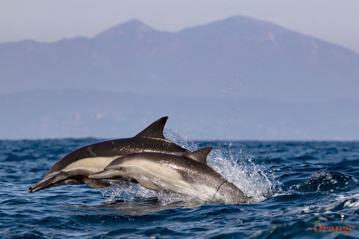 Dolphin Stampede in Southern California