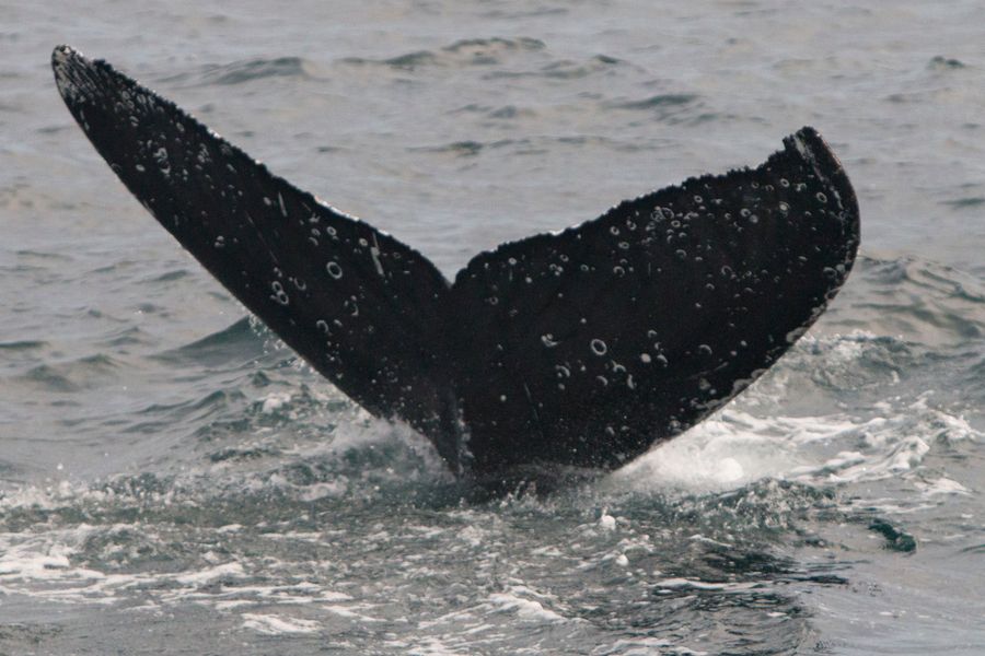 Humpback Whale