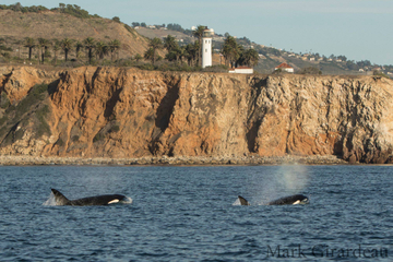 Orcas traveling in front of Point Vicente Lighthouse Orca - blog