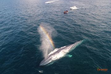 Blue whale creating a rainbow with its spout Blue Whale