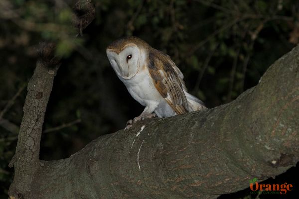 Barn Owl