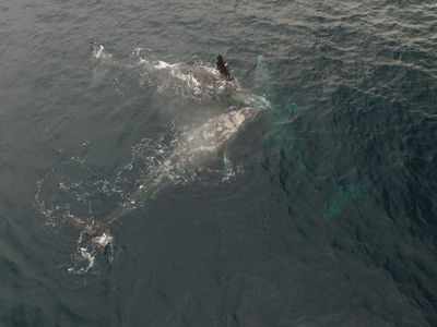 Gray Whale