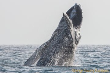 Humpback Whale Humpback Whale