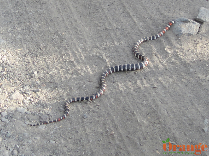 Coast Mountain Kingsnake Coast Mountain Kingsnake