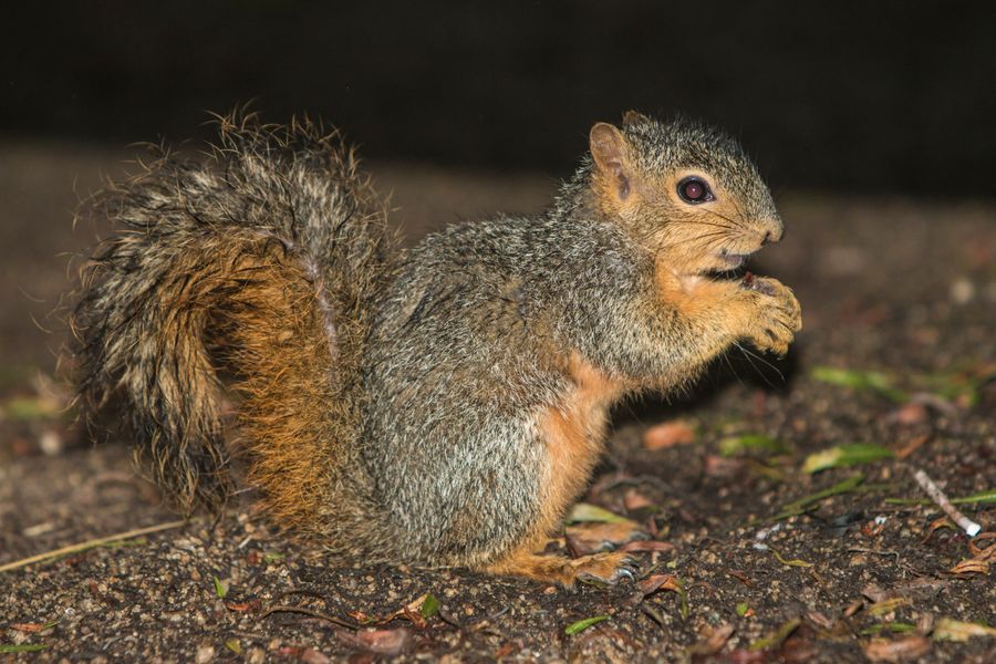 Eastern Fox Squirrels in Orange County - Orange County Outdoors