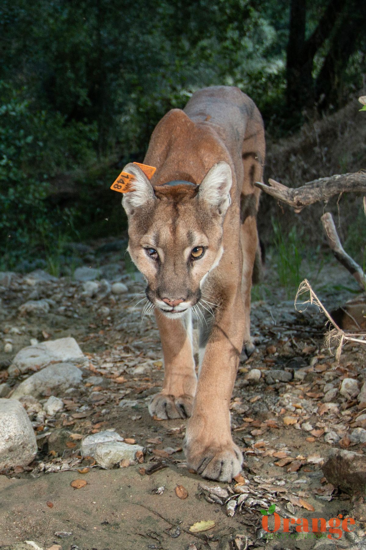 Mountain Lion