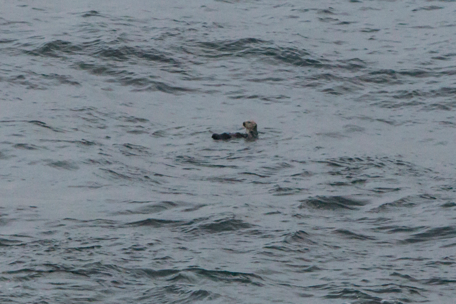 Ollie the sea otter seen from Crystal Cove Sea Otter 4/7/16